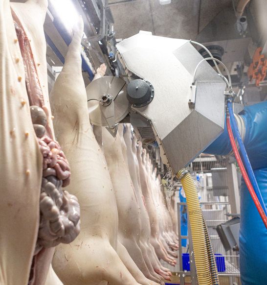 dressing line automation pork Clean line - Pork processing