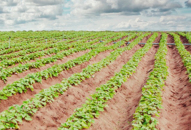 Sweet potato field in North Carolina