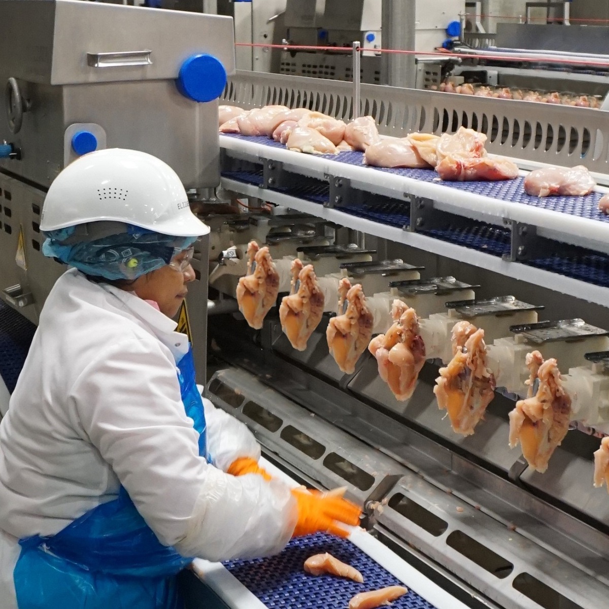 With AMF-i, Avícola El Carmen and OPAV can meet the growing demand ...