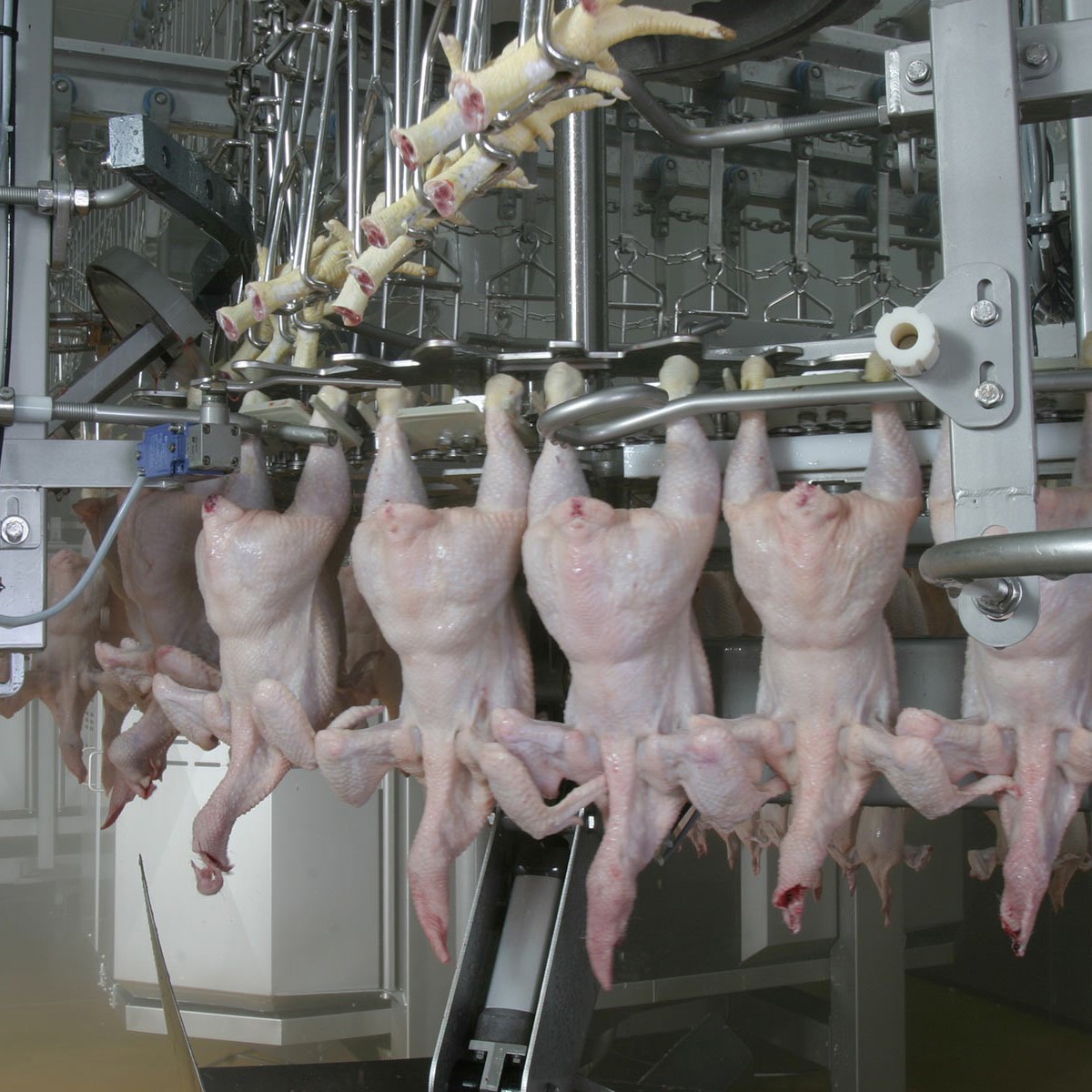Poultry transfer systems between defeathering and evisceration lines ...
