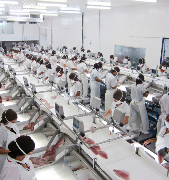 Fish Fillet Processing Fillet processing - other seafood | JBT Marel