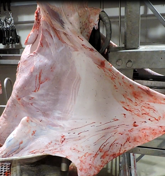 side pullet meat processing