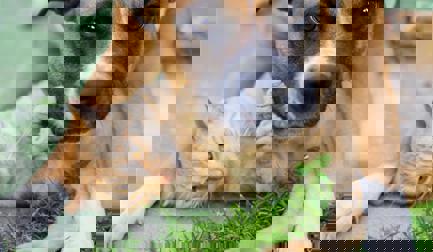 Energy-efficient sterilization for wet pet food in pouches