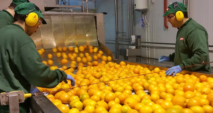 workers sorting fresh oranges on a production line
