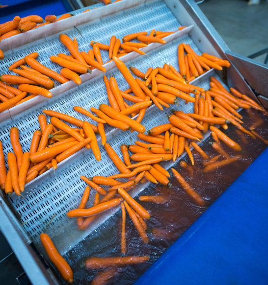 Canned Vegetable Processing Cleaning