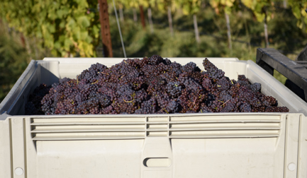 Raising a Glass to the Bin Scrubber: How JBT’s System is Helping Wine Producers Combat Labor Challenges