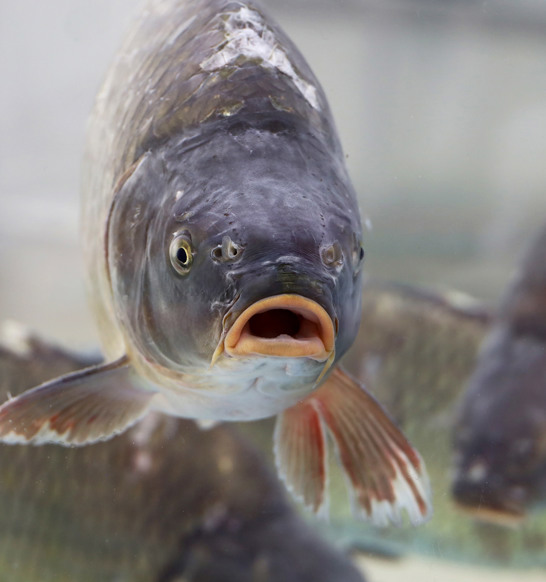 Carp Fish Processing