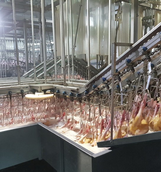 Duck Processing In most duck markets and particularly in Southeast Asia, skin quality ...