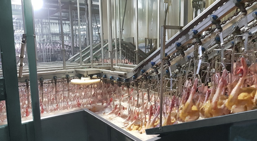 Duck Processing What are the hot topics in duck processing? | JBT Marel