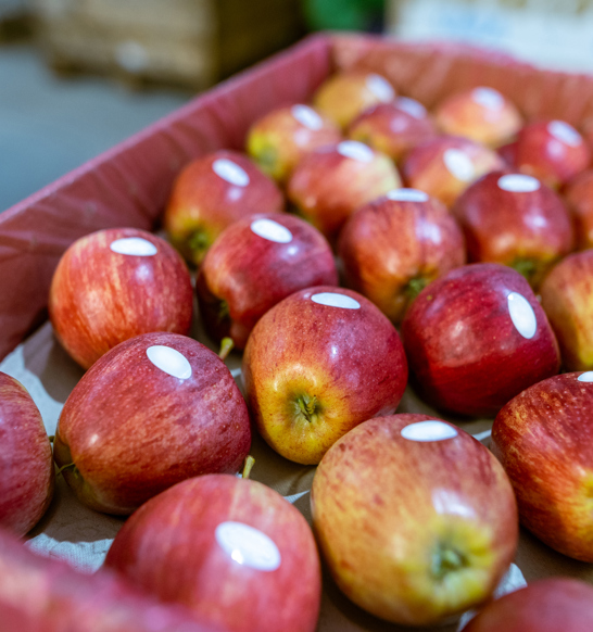 Fresh F&V Produce Labeling