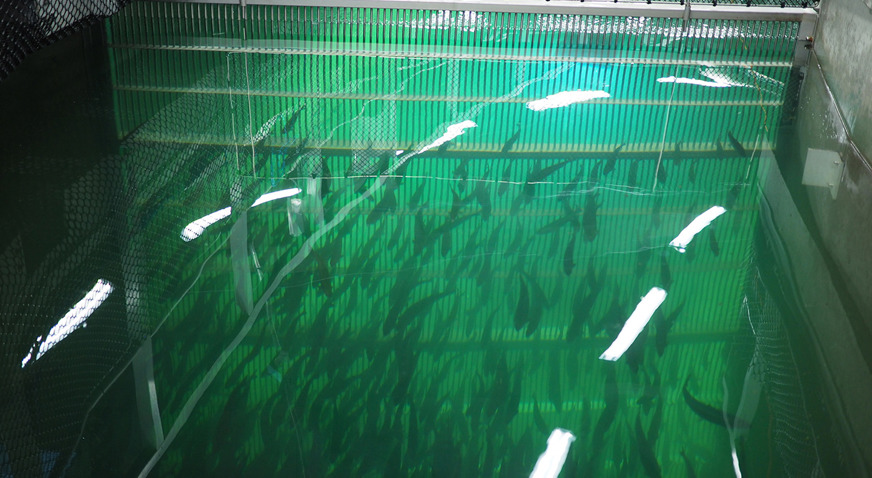 Swiss Fish Swiss Lachs champions sustainable innovation in land-based salmon ...