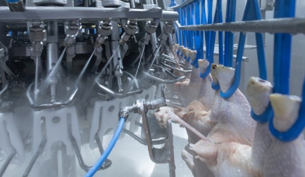 Embracing a hygienic process