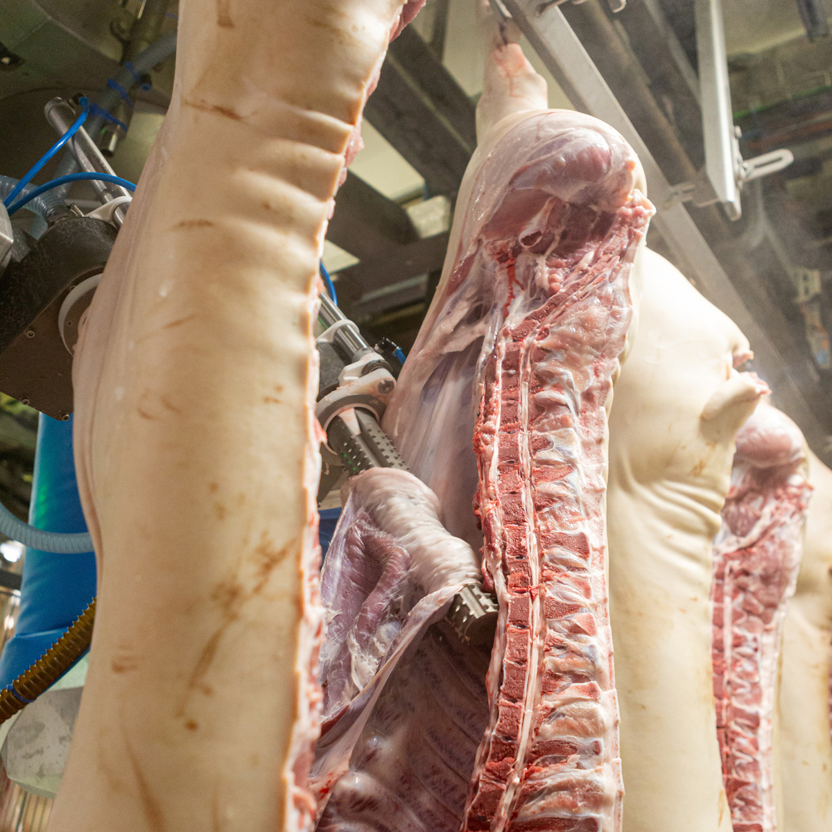 Pig / pork processing solutions | JBT Marel