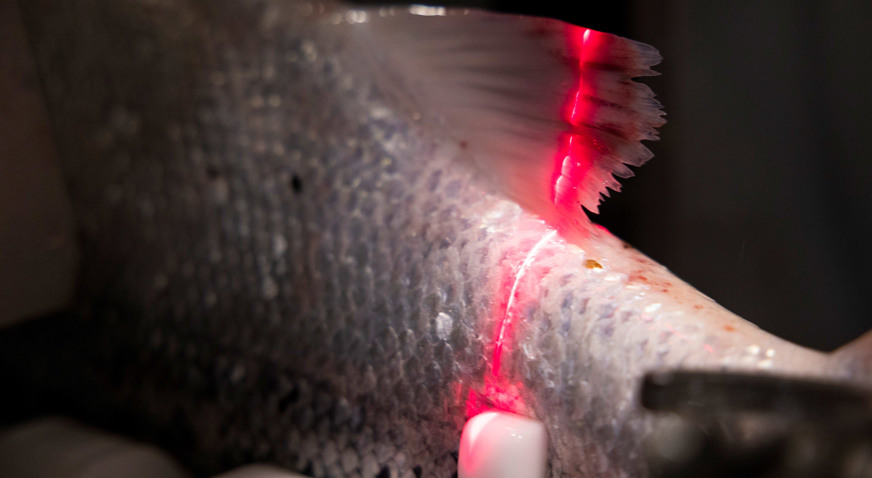 Salmon Gutting Solution Laser