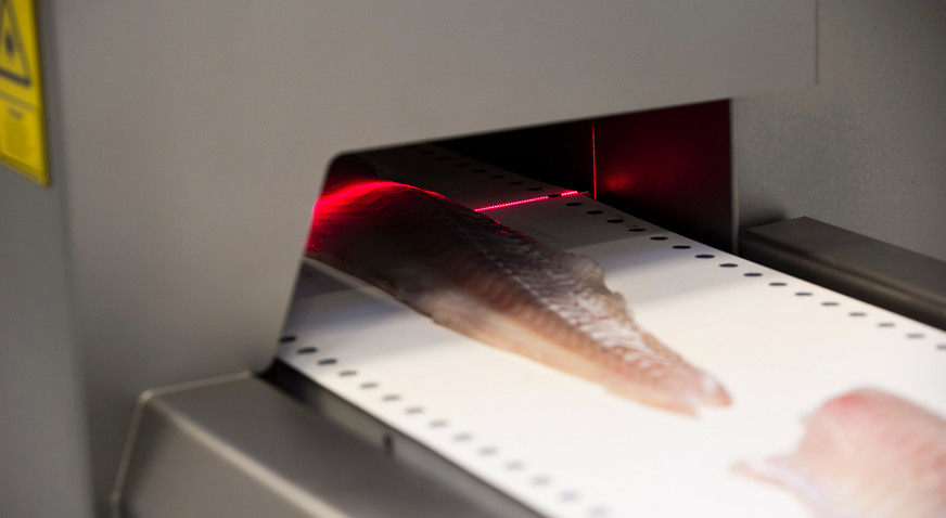 I Cut 11 Whitefish Laser 2