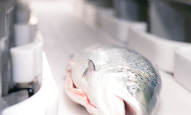 Weighing, grading and batching