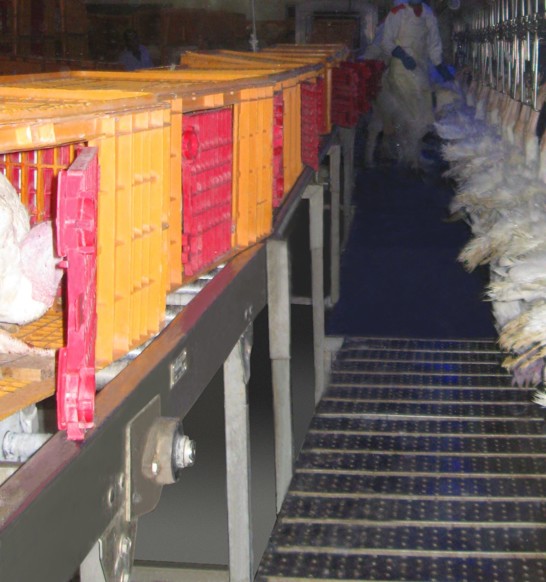live poultry crate supply and conveyor handling line