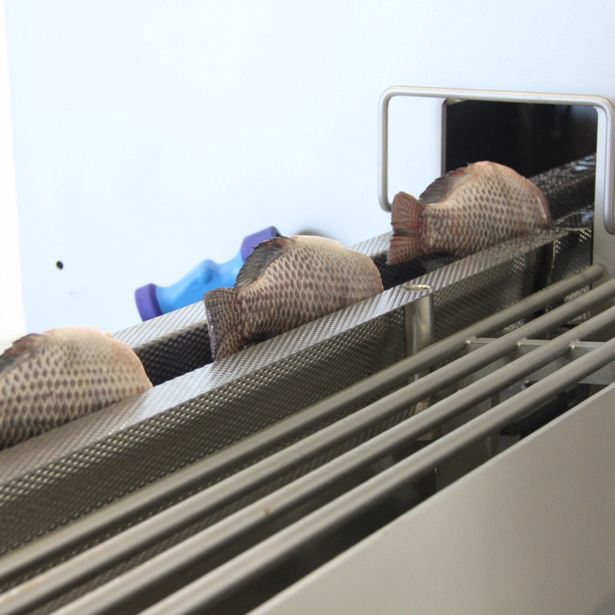 FilleXia tilapia filleting system | JBT Marel