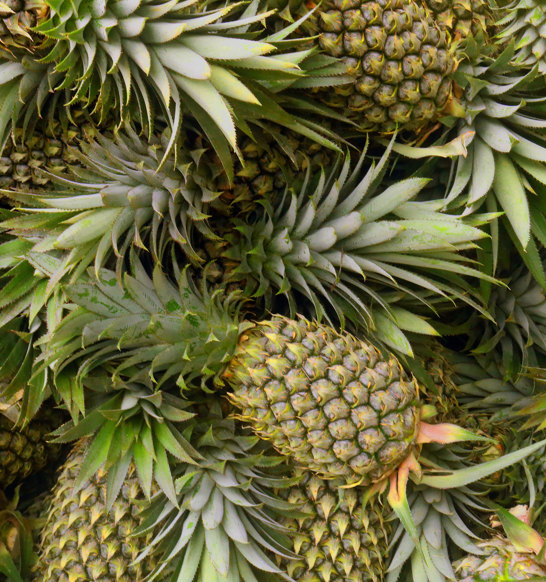 Sta Fresh 4000 Pineapples 1