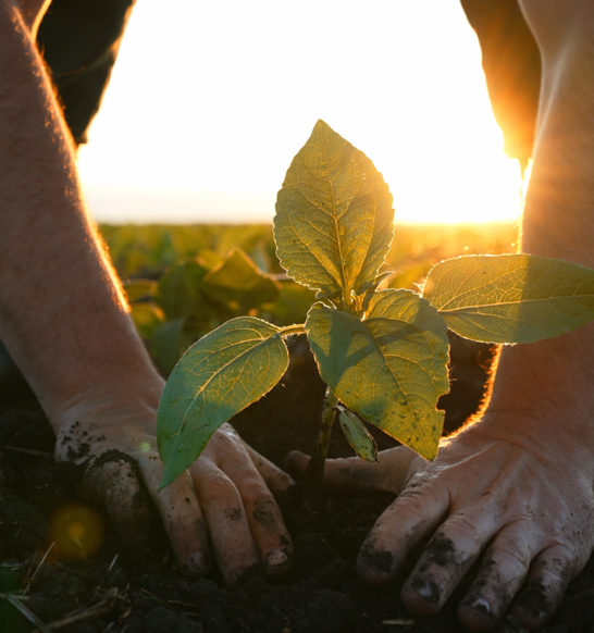 Farmer-planting-a-seedling-in-a-field-1568211.00_00_00_00.Still001-scaled