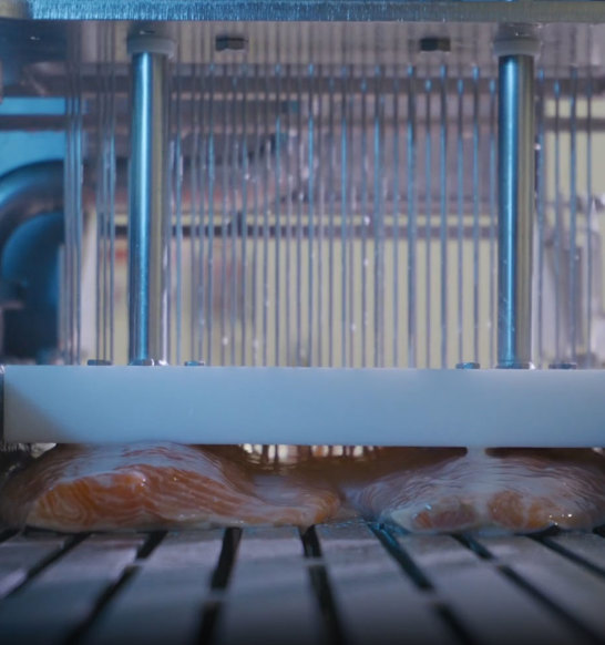 Salmon Injection Equipment