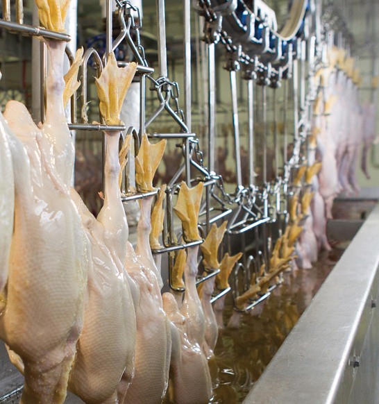 Duck Processing Donstar: high speed duck processing | Marel | JBT Marel