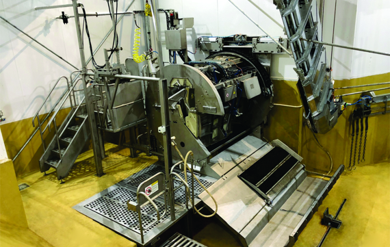 Flexibox Cattle Slaughter Beef Processing