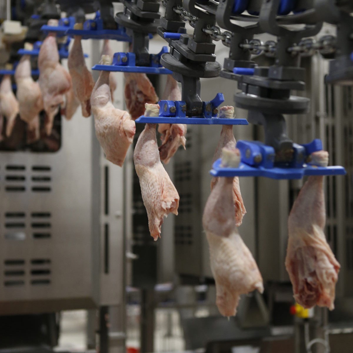 Poultry leg deboning systems | JBT Marel
