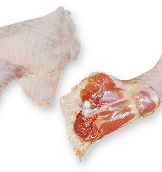 anatomic_leg_broiler.jpg