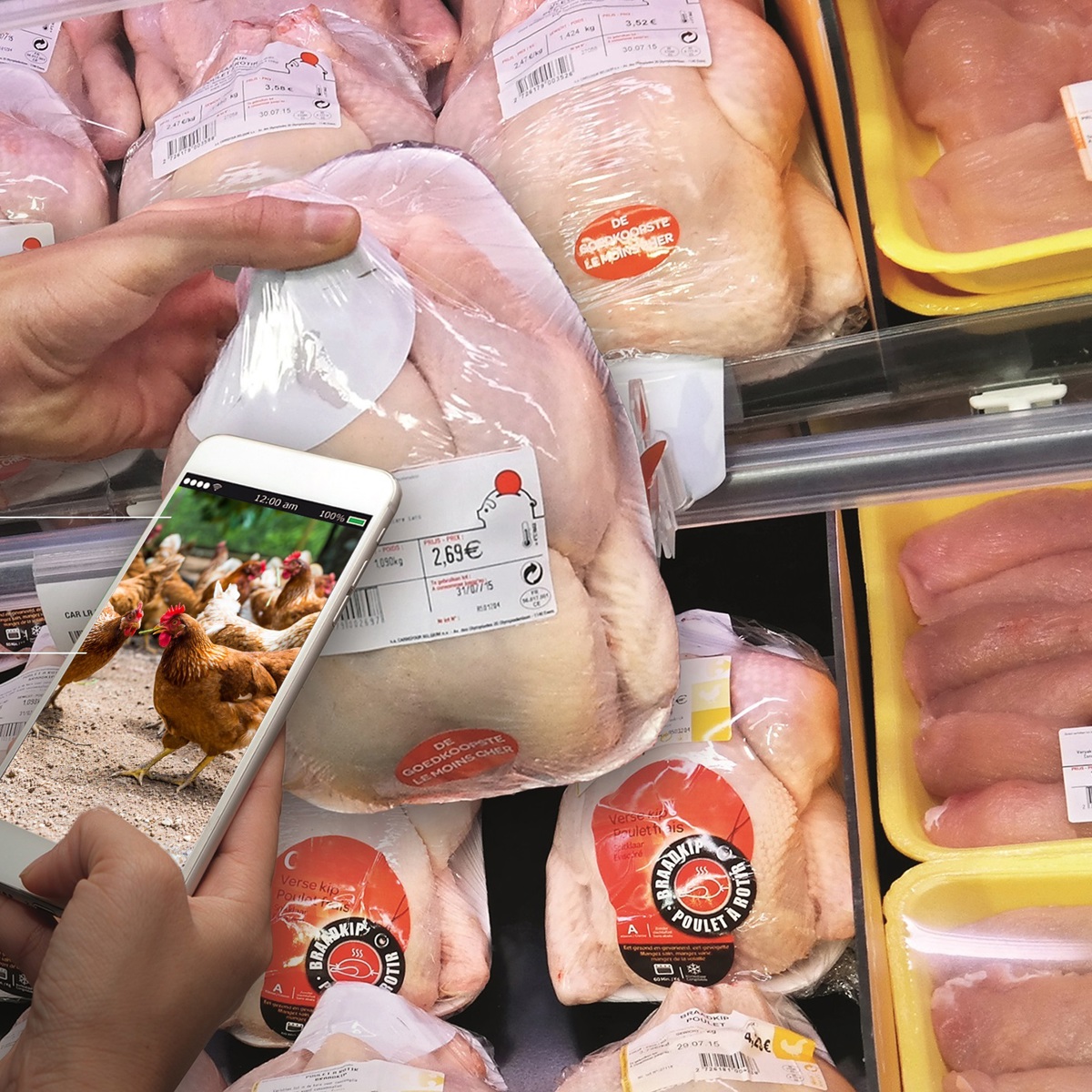 Traceability software in the poultry industry for optimum food safety ...