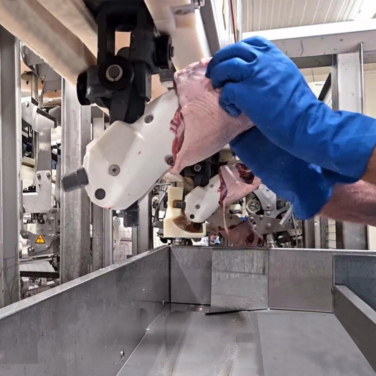Deboning Dog JBT Marel FHF-D: the world’s first-ever automated duck deboning system ...