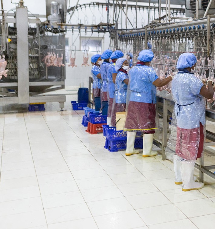 Manual Poultry Evisceration Line