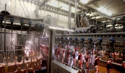 Shandong Boda et Shandong Dehui choisissent des lignes Marel