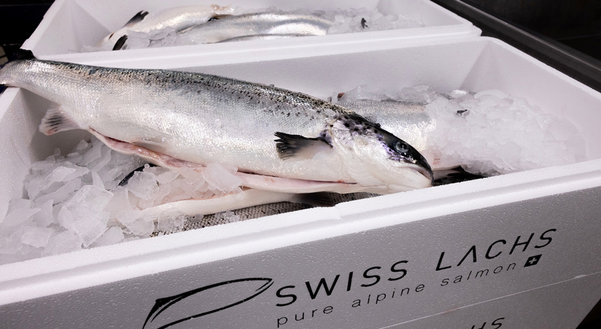 Swiss Fish Swiss Lachs champions sustainable innovation in land-based salmon ...