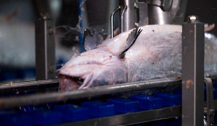 Bakkafrost, EVi salmon gutting machine, and us