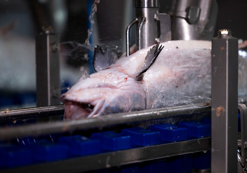 Salmon Gutting Solution 2