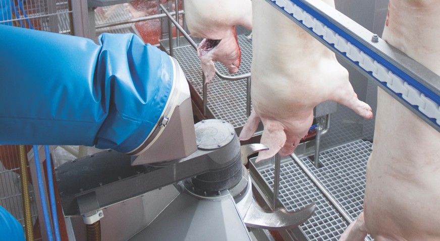 dressing line automation pork Clean line - Pork processing