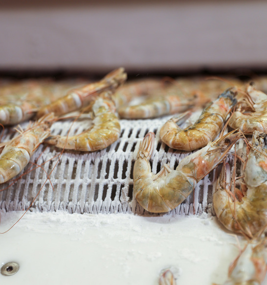 Shimp Impingement Freezing