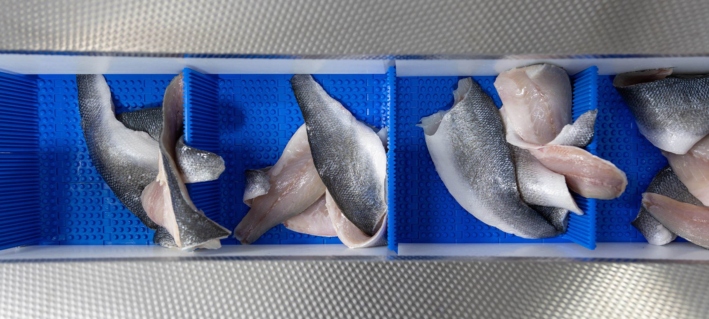 Targetbatcher Sea Bass