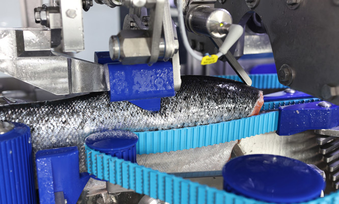 MS 2750 — A new era of salmon filleting
