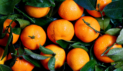 Proven Results: Nature’s Way to Extend the Freshness of Citrus