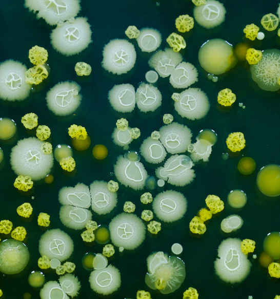 Biological contamination in food production is an invisible - but serious - threat to consumer safety.