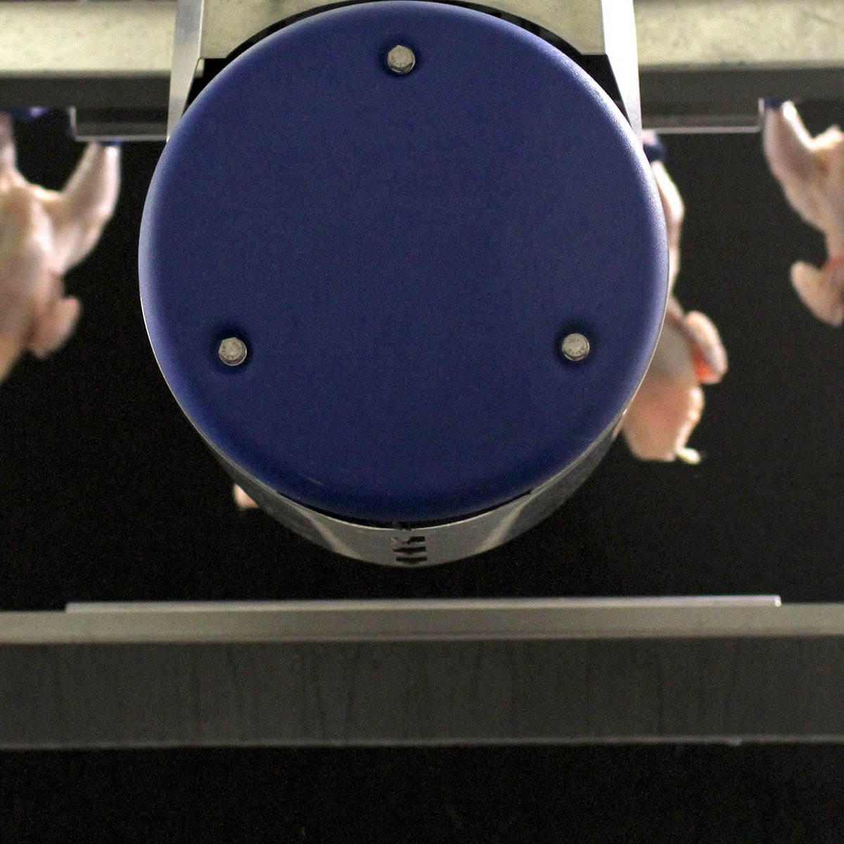 Vision grading in the evisceration line | JBT Marel