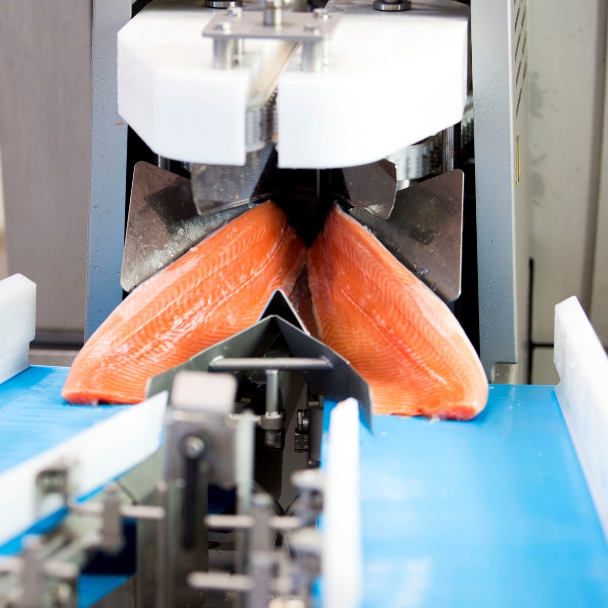Quality scanning of salmon fillets | JBT Marel