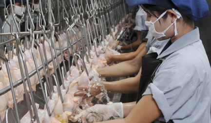 Manual giblet processing