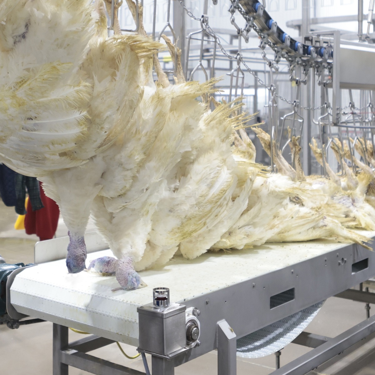 Live bird handling | JBT Marel