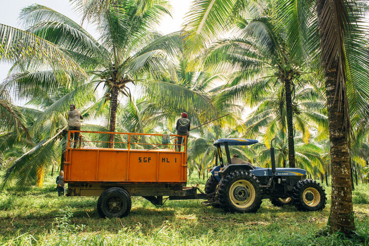 Tractor on a coconut farm pulling an orange trailer.