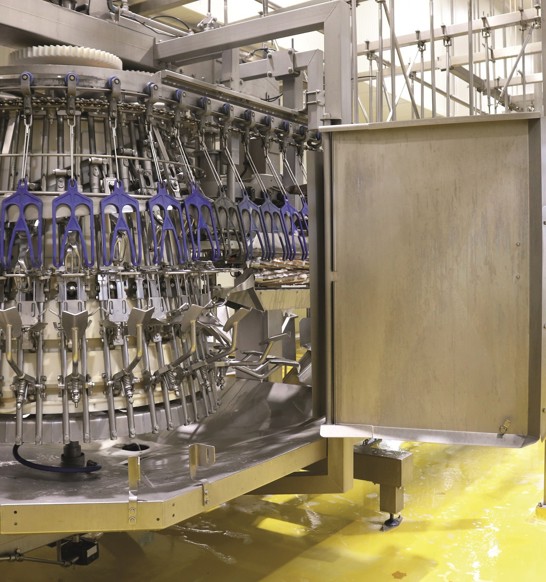 Nuova Evisceration Don Pollo