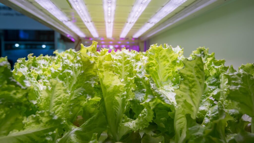 Heads of lettuce illuminated by UV light in a Controlled Environment Agriculture (CEA) setting, highlighting the use of advanced technology for optimized lettuce cultivation and growth.