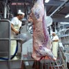Dressing and evisceration - Cattle